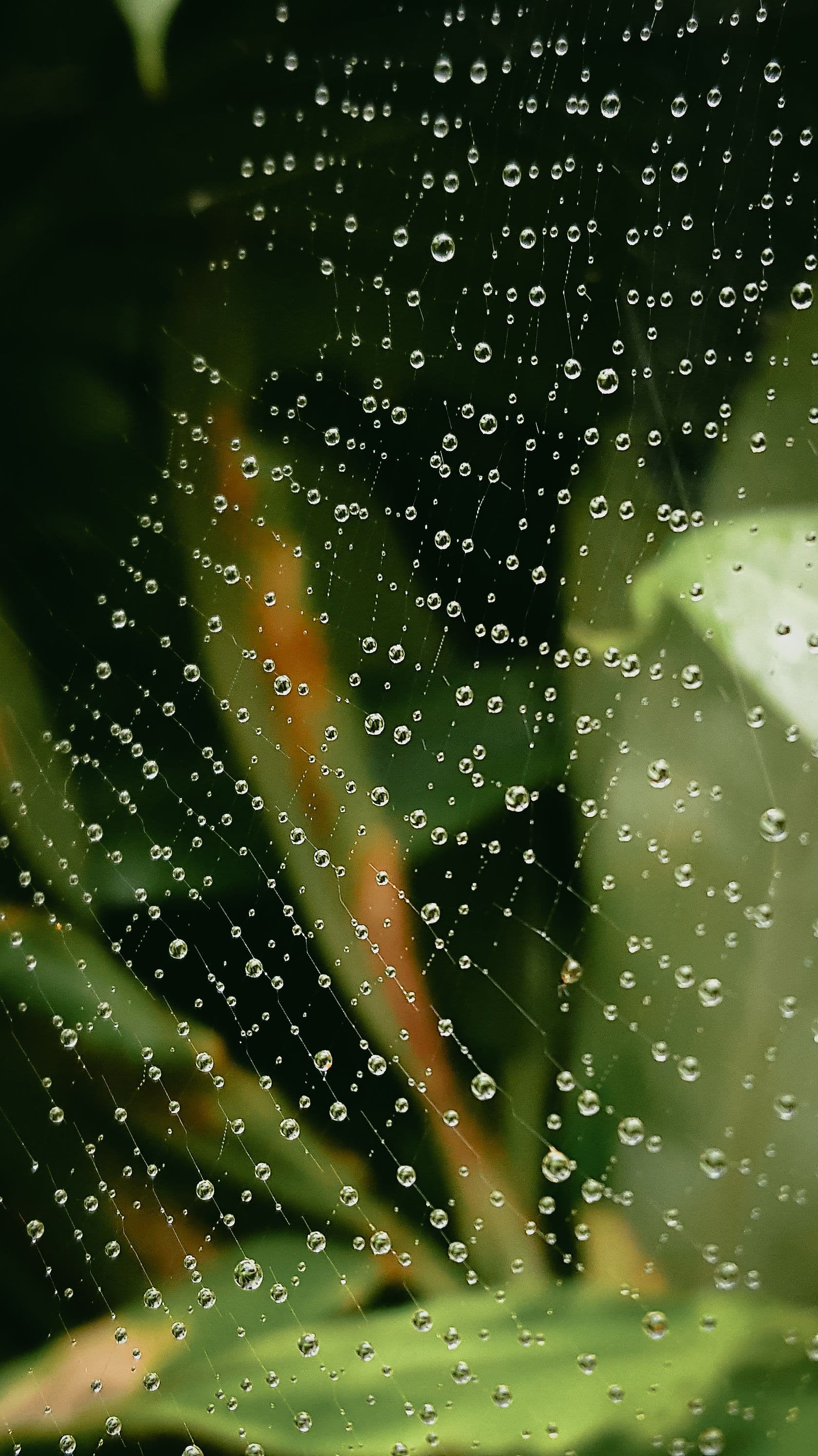 Teia coberta de gotas de orvalho sobre folhagem verde